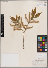 Foto von Salix eriocephala var. watsonii (Bebb) Dorn